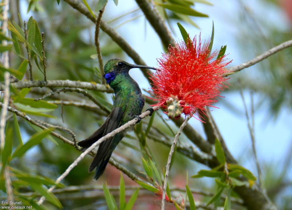 Colibri d'Anaïs