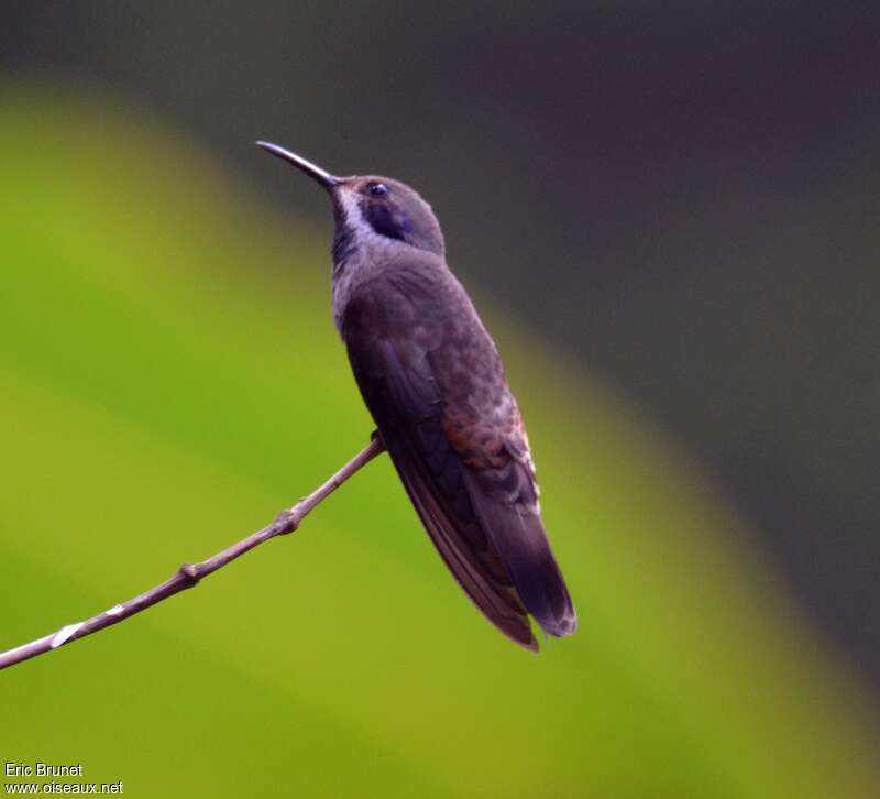 Brown Violetearadult, identification