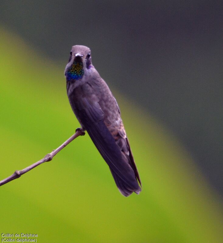 Colibri de Delphineadulte, identification