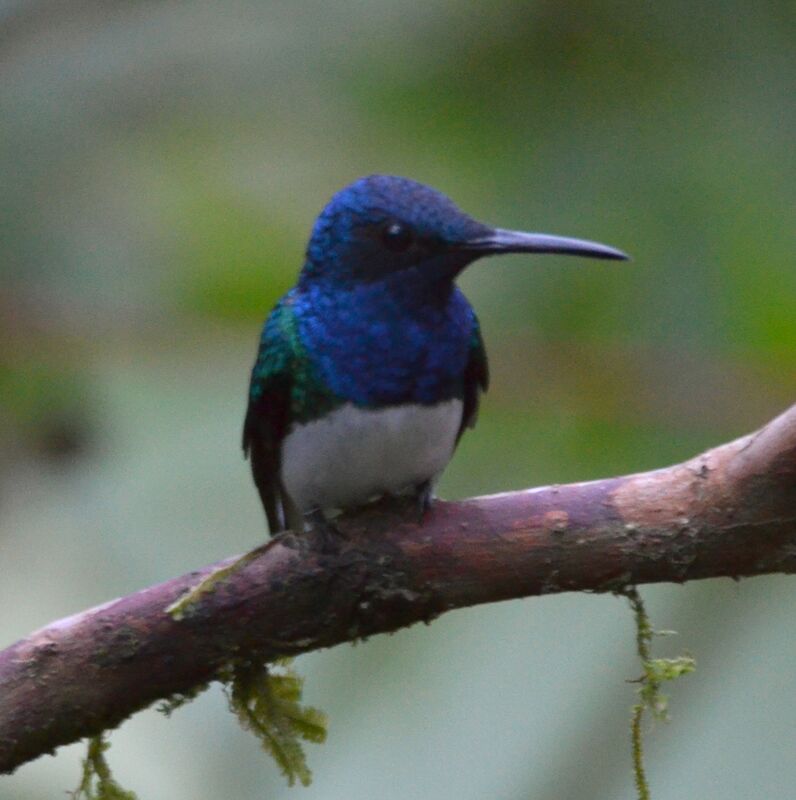 Colibri jacobinadulte, identification