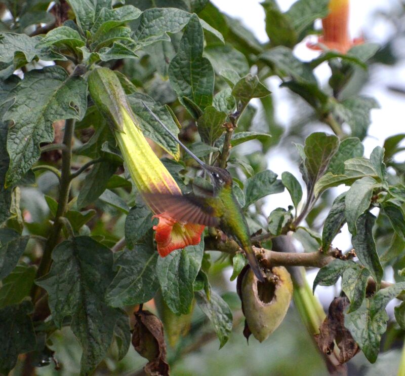 Colibri porte-épéeadulte, identification, Vol, régime