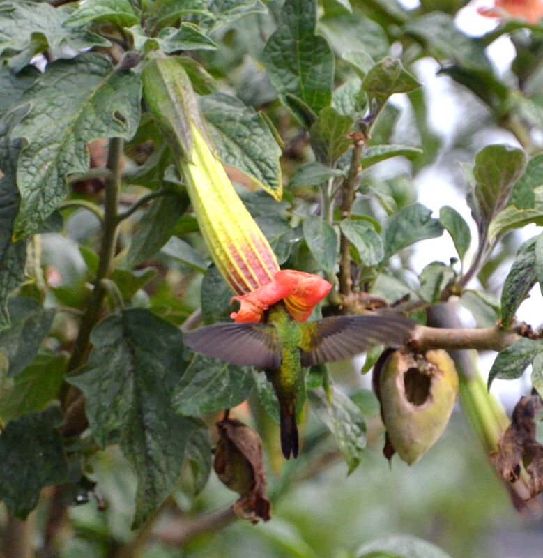 Colibri porte-épéeadulte, identification, Vol, régime, mange