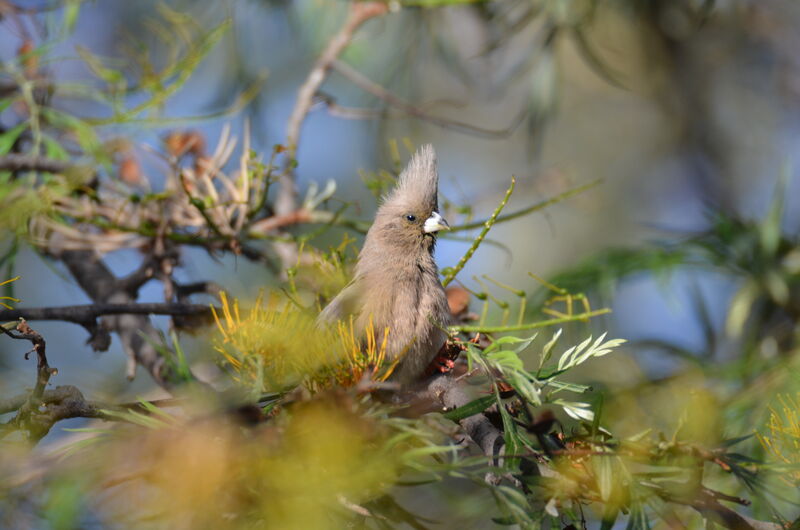 White-backed Mousebirdadult, identification