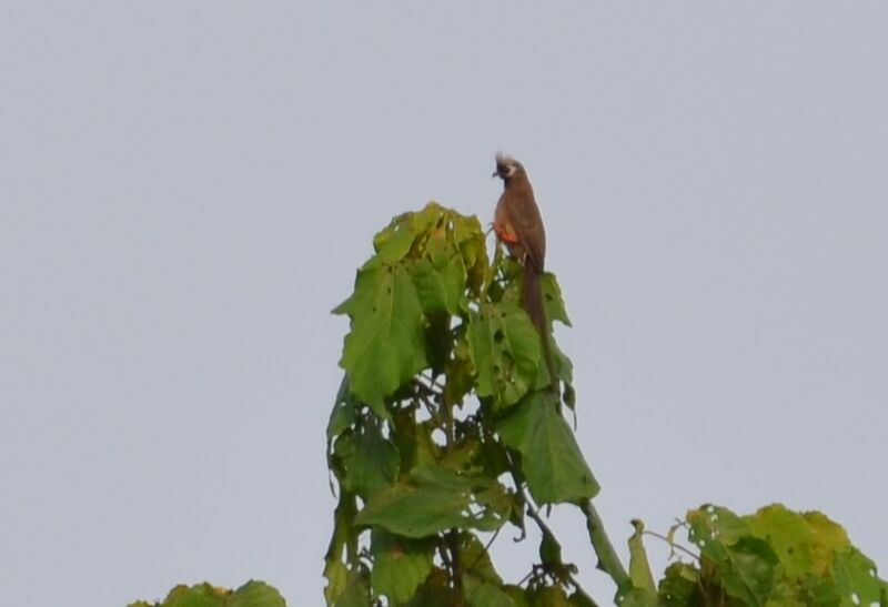 Red-backed Mousebirdadult, identification