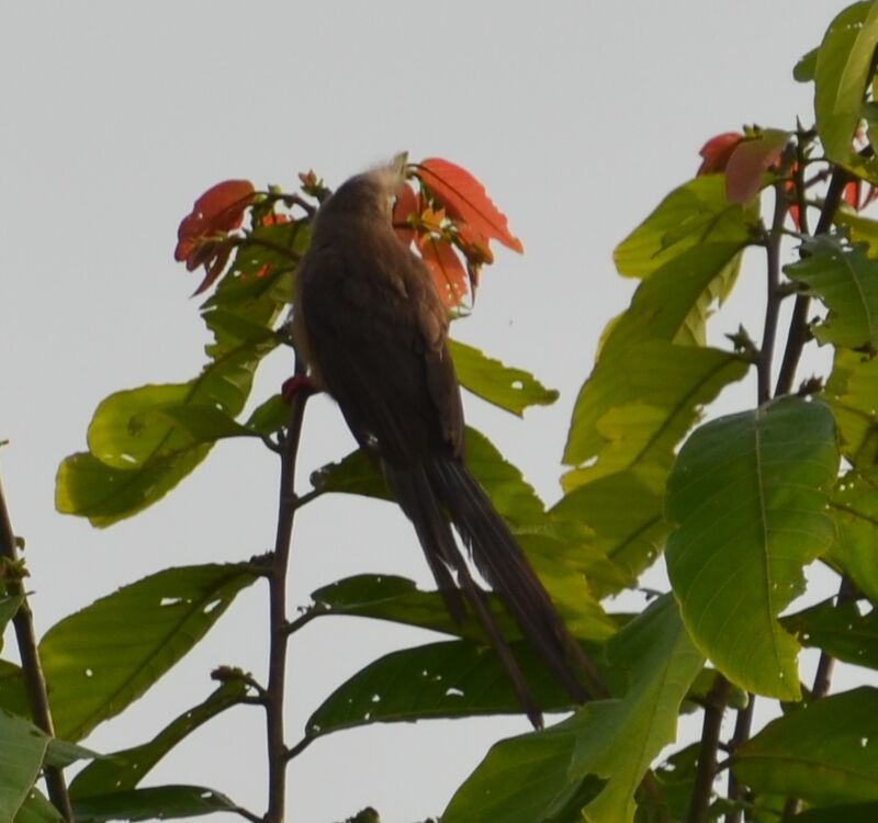 Red-backed Mousebirdadult, identification