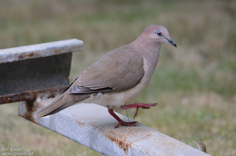 White-tipped Doveadult, identification