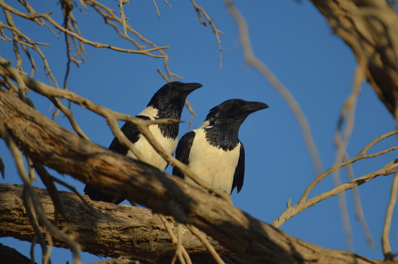 Pied Crowadult, identification