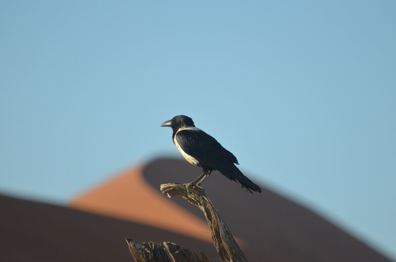 Pied Crowadult, identification