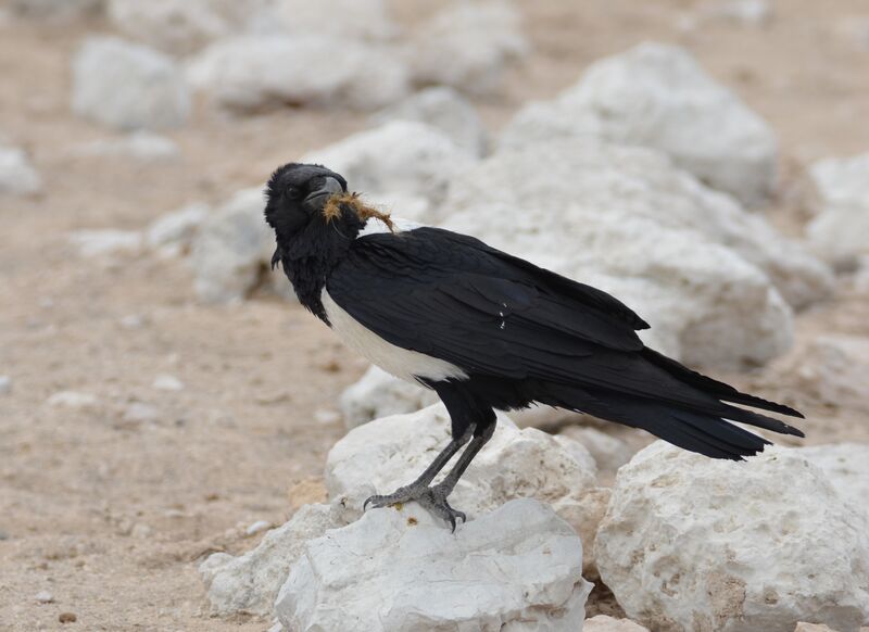 Corbeau pieadulte, identification, régime