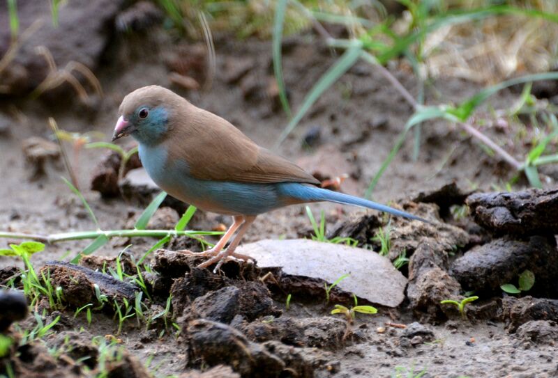 Red-cheeked Cordon-bleu female, identification