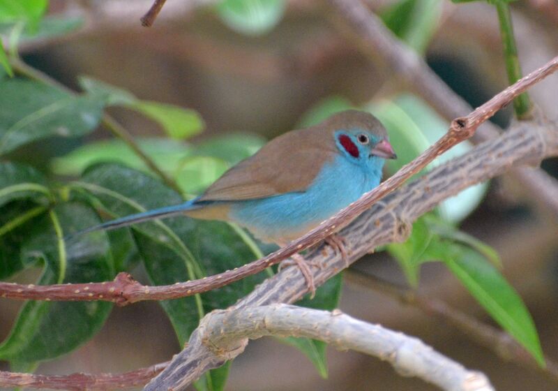 Cordonbleu à joues rouges mâle, identification