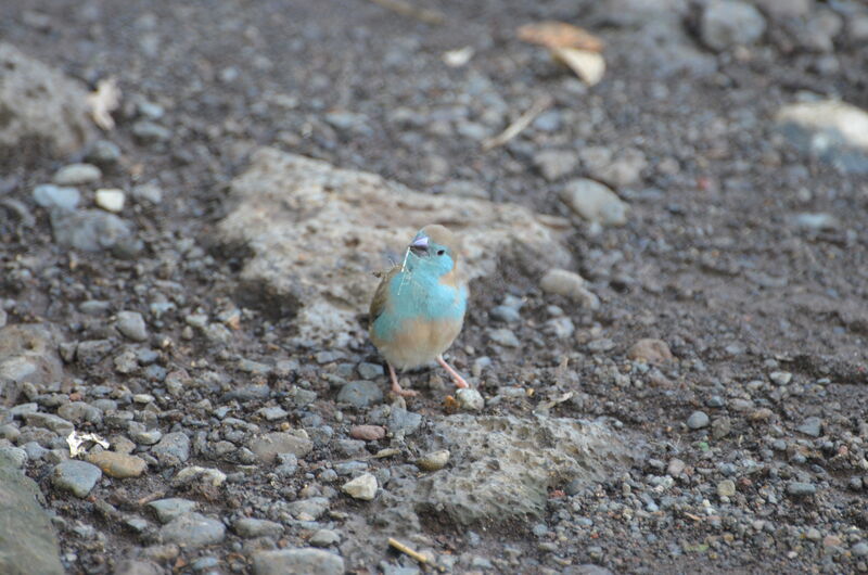 Cordonbleu de l'Angola femelle adulte, identification, Nidification