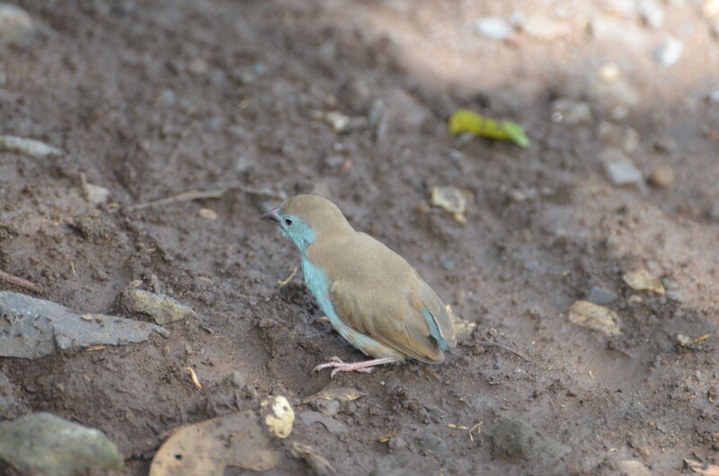 Blue Waxbilladult, feeding habits, eats