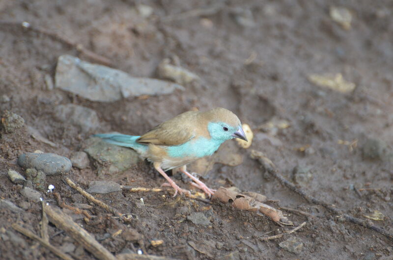 Blue Waxbill female adult