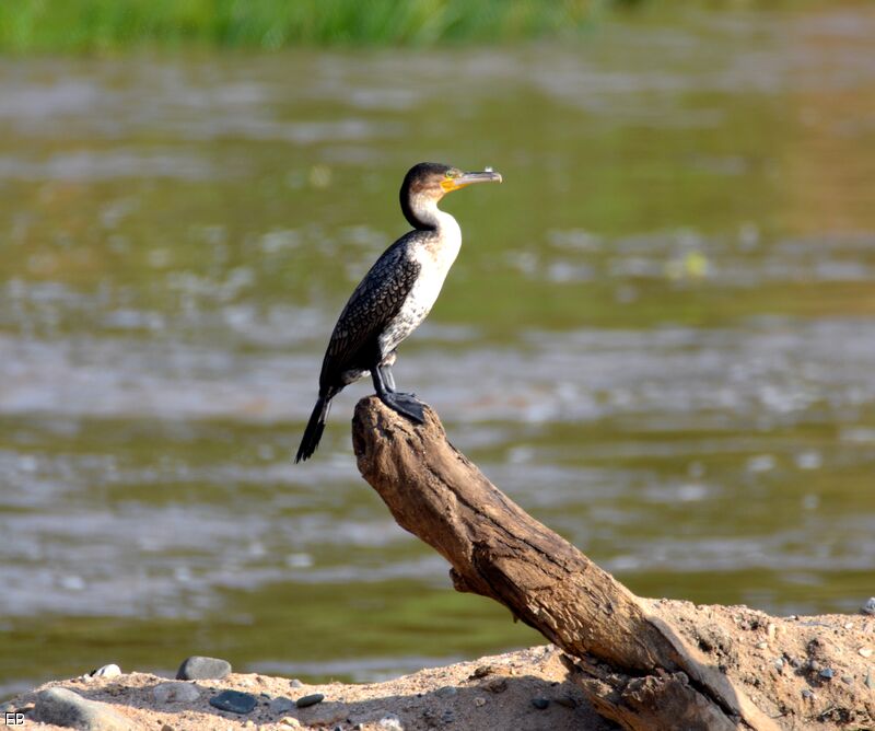 Cormoran à poitrine blancheadulte, identification