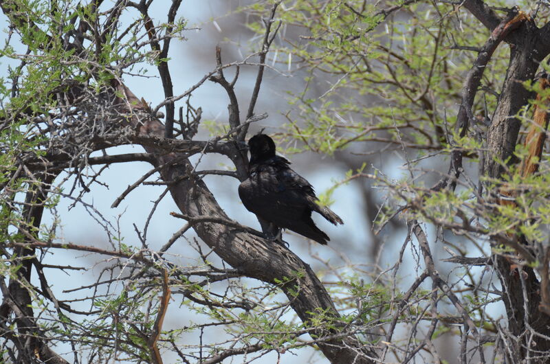 Cape Crowadult, identification