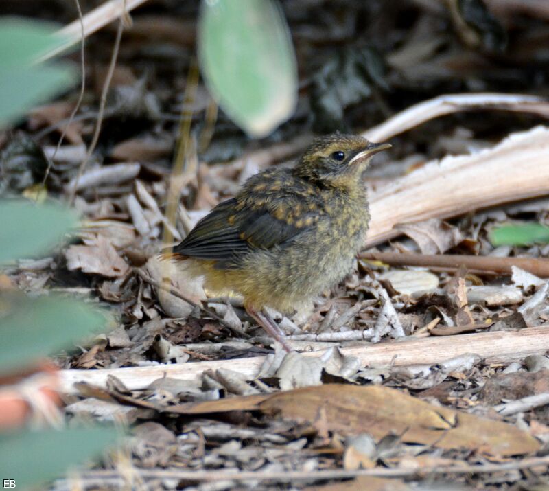 Cossyphe de HeuglinPoussin, identification