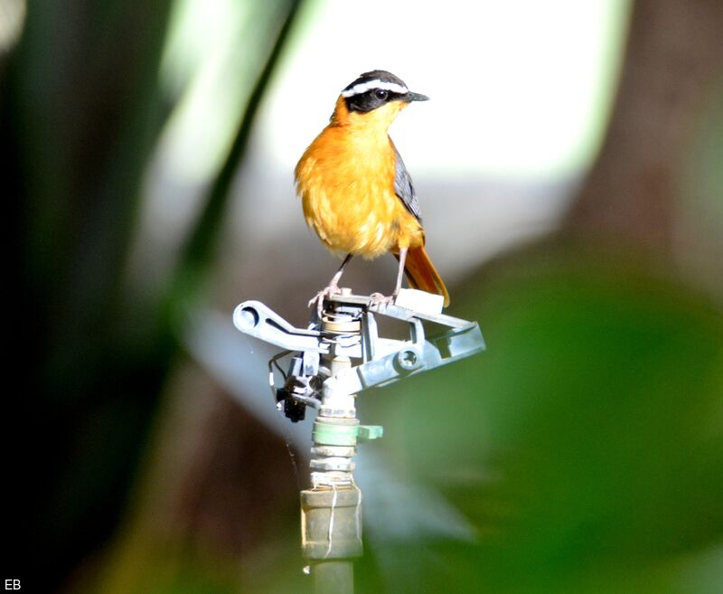 White-browed Robin-Chatadult, identification