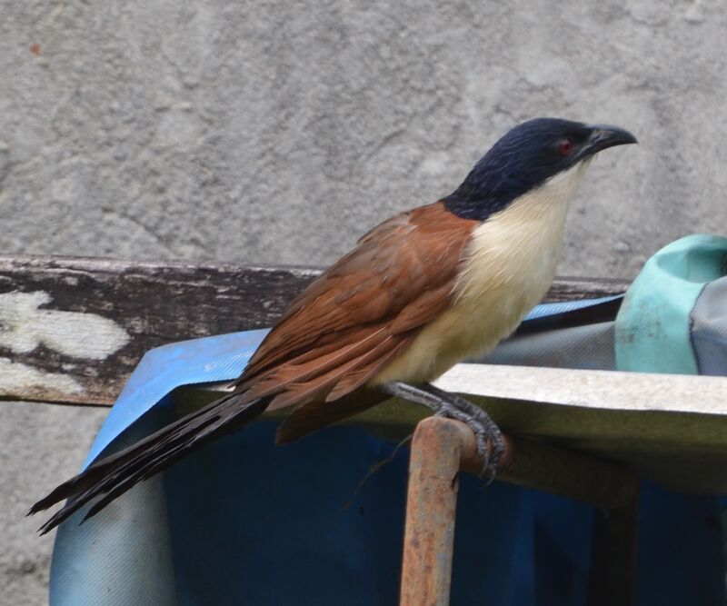 Coucal à nuque bleueadulte