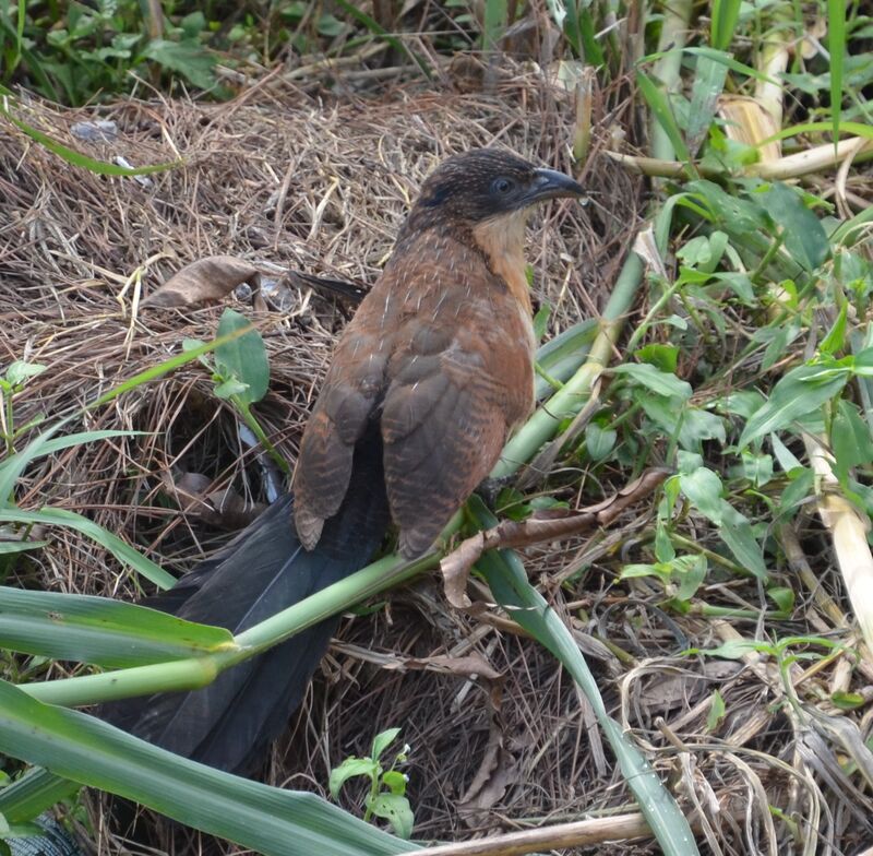 Coucal à nuque bleue1ère année, identification