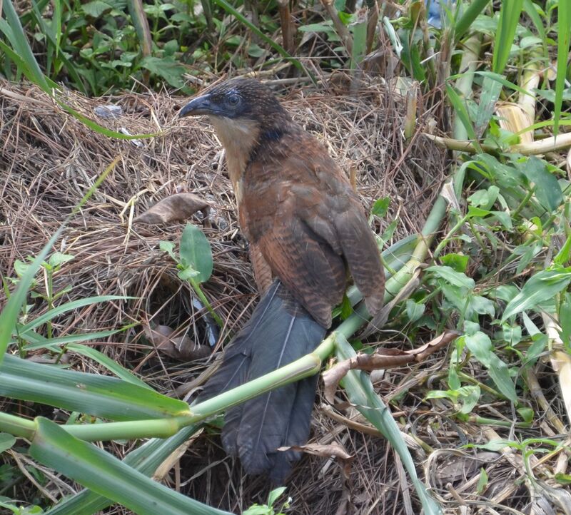 Coucal à nuque bleue1ère année, identification