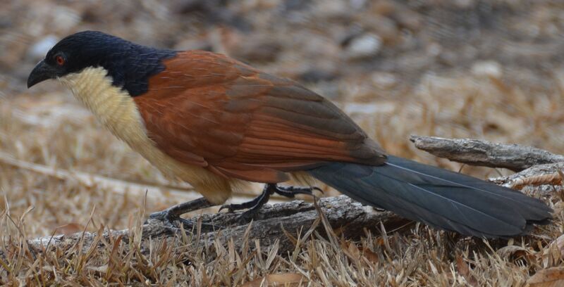 Coucal à nuque bleueadulte, identification