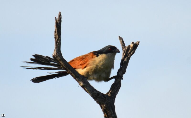 Senegal Coucaladult, identification