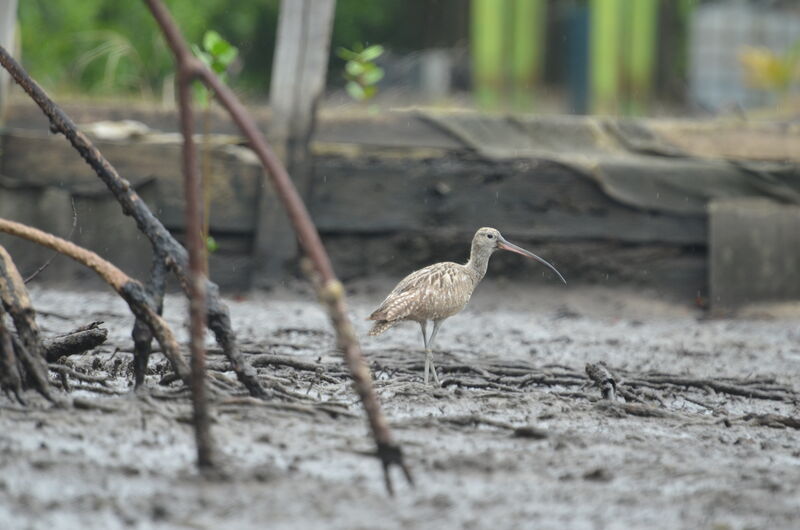 Eurasian Curlewadult, identification