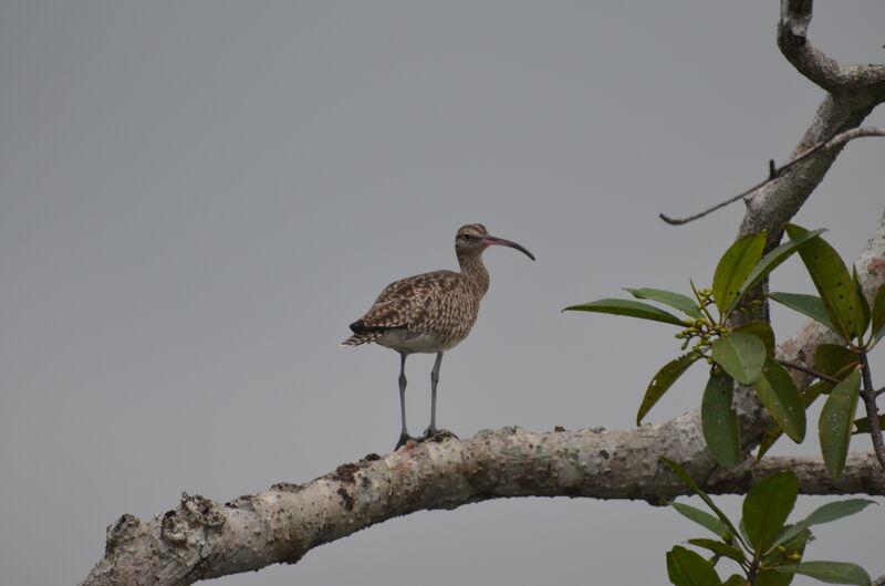 Eurasian Whimbreladult, identification