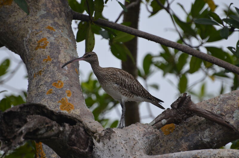 Courlis corlieuadulte, identification