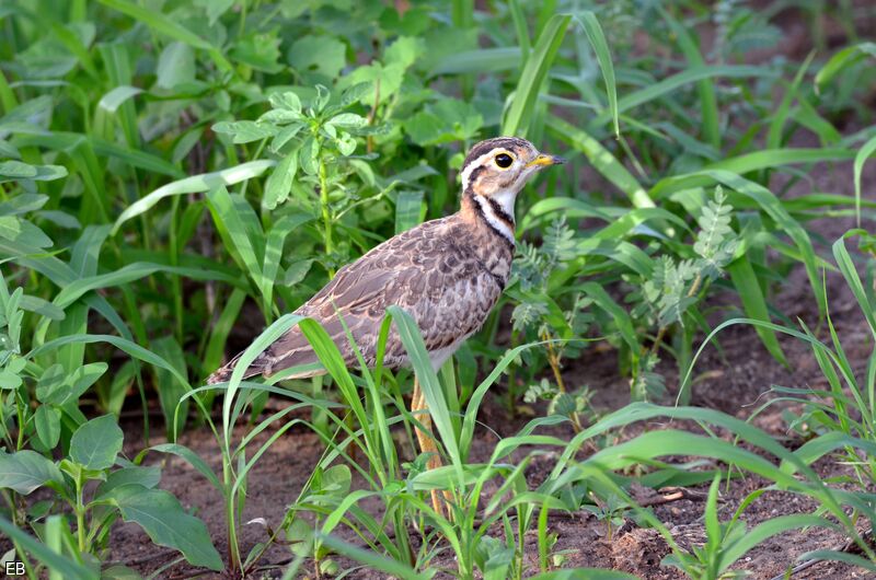 Three-banded Courseradult, identification