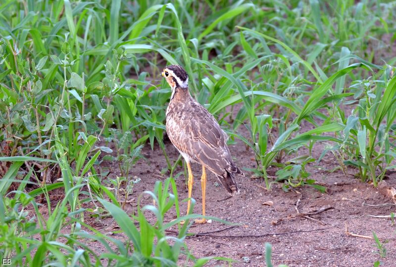 Three-banded Courseradult, identification