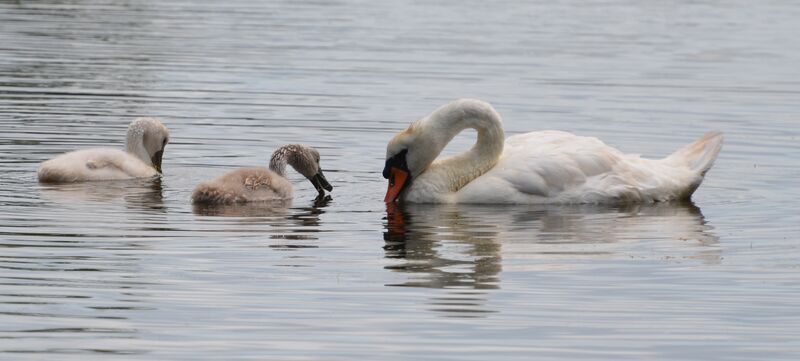 Cygne tuberculé1ère année, identification