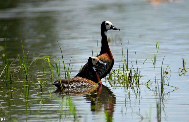 Dendrocygne veufadulte