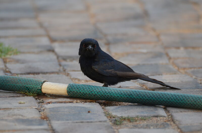 Drongo brillantadulte, identification