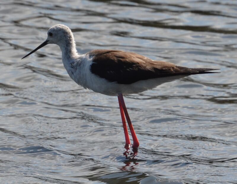 Black-winged Stiltjuvenile, identification