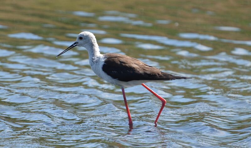 Black-winged Stiltjuvenile, identification