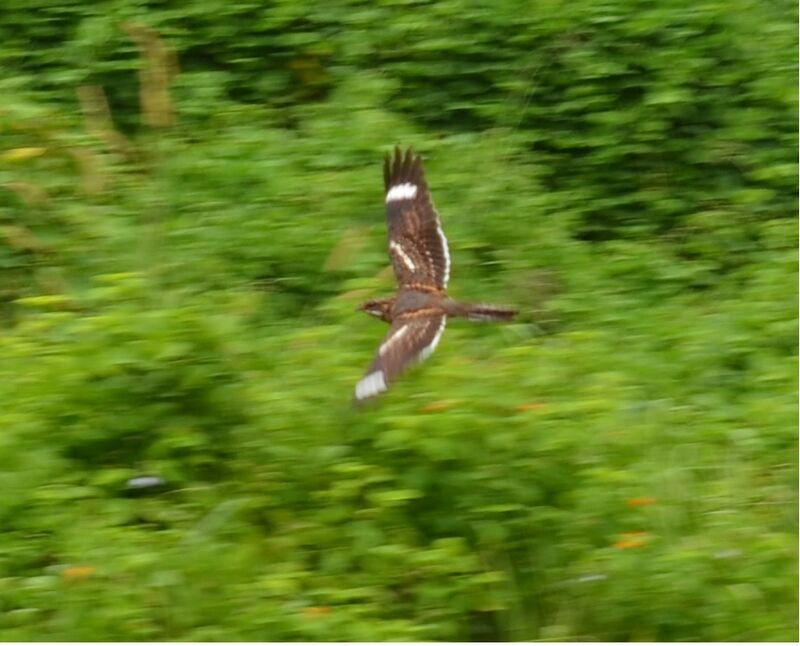 Square-tailed Nightjaradult, Flight