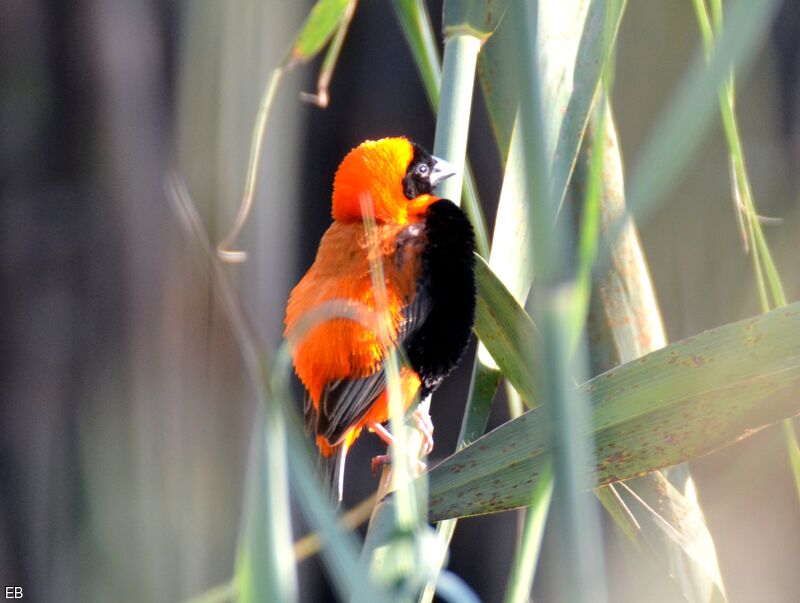 Southern Red Bishopadult, identification