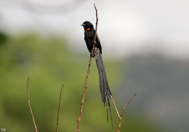 Euplecte veuve-noire mâle adulte nuptial, identification