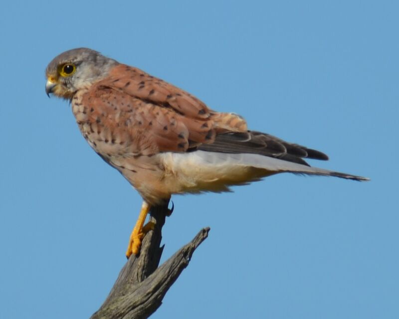 Common Kestreladult, identification