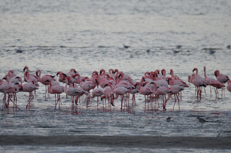 Lesser Flamingoadult, identification