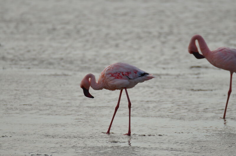 Flamant nainadulte, identification