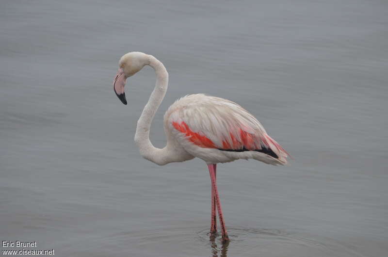 Greater Flamingoadult, identification