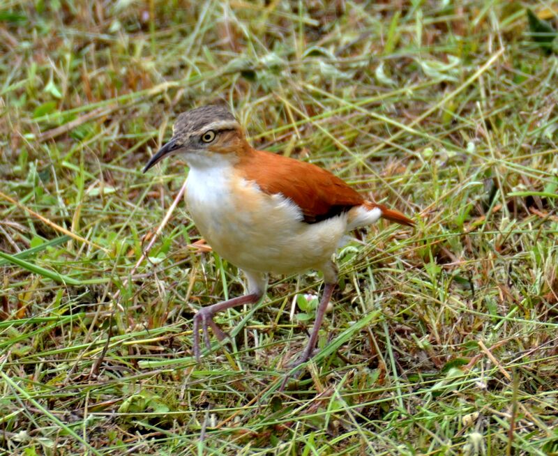 Fournier cannelleadulte, identification