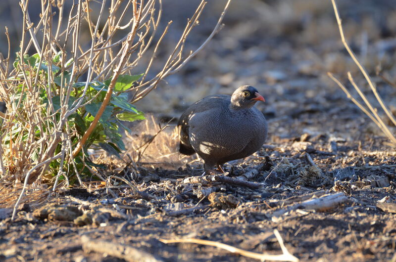 Red-billed Spurfowladult, identification