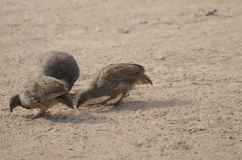 Red-billed Spurfowljuvenile, identification