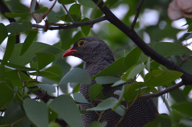 Red-billed Spurfowladult, identification