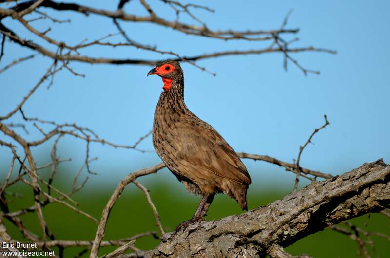 Swainson's Spurfowladult, identification, pigmentation