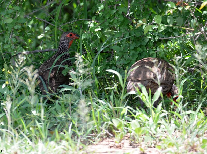 Swainson's Spurfowladult, identification